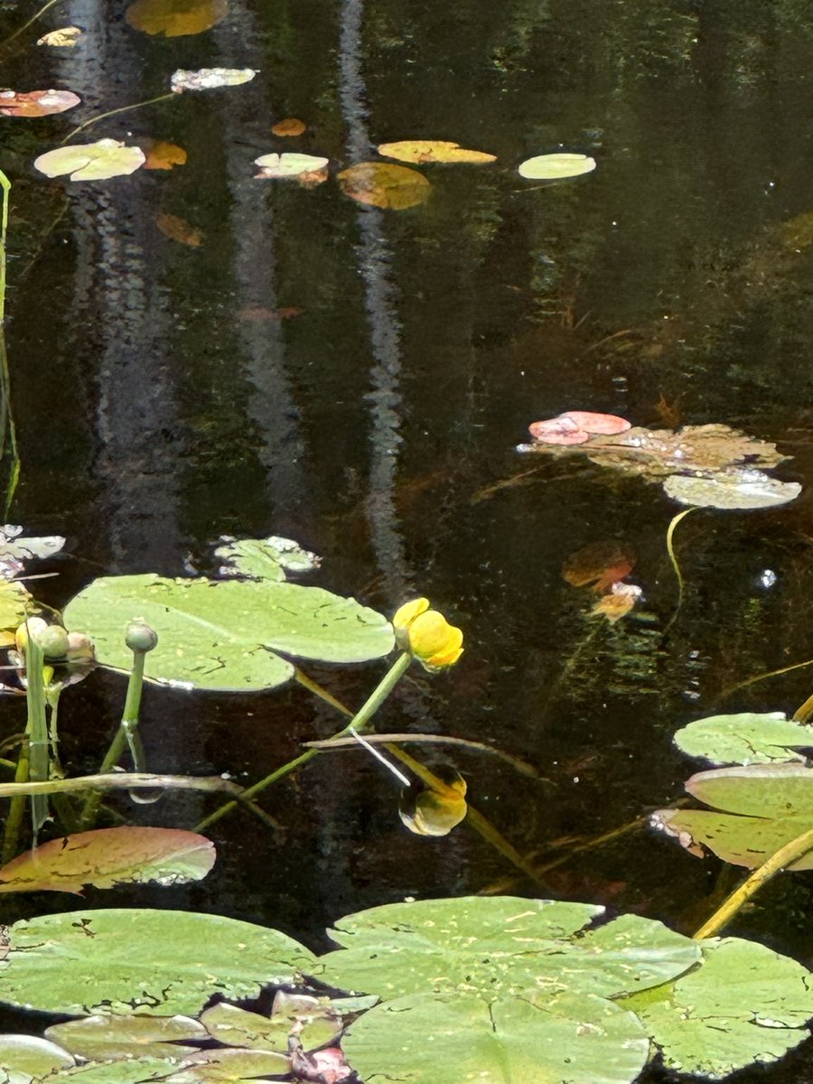 OlgaSayz's tweet image. Took a gorgeous hike today in @FreeStateNH. One of the amazing characteristics of NH is that regardless of where in the state you live, you can find a new trail to explore almost every day!