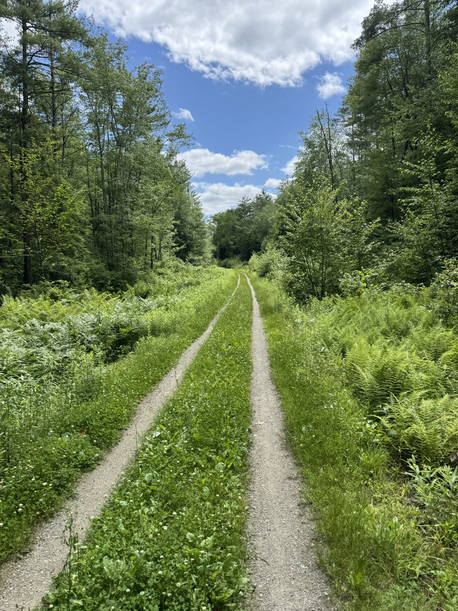 OlgaSayz's tweet image. Took a gorgeous hike today in @FreeStateNH. One of the amazing characteristics of NH is that regardless of where in the state you live, you can find a new trail to explore almost every day!