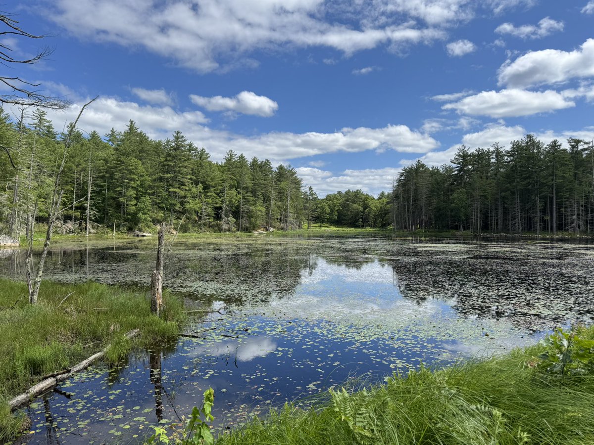 OlgaSayz's tweet image. Took a gorgeous hike today in @FreeStateNH. One of the amazing characteristics of NH is that regardless of where in the state you live, you can find a new trail to explore almost every day!