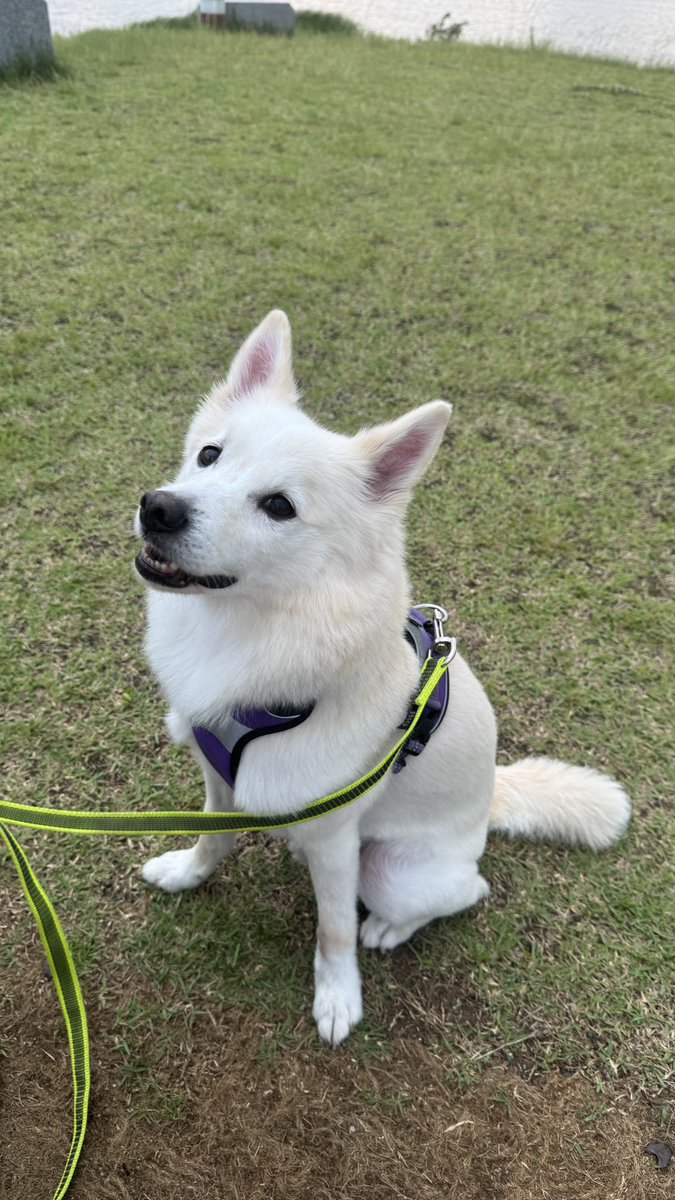 매일매일 일어나는 일들을 항상 풀파워로 재미있어하는 채소처럼 다른 강아지들도 나무 밑의 개미줄을 보면 모두 똑같이 흥미로워하겠죠? 얼굴도 몸집도 털 색깔도 다르지만 세상의 모든 강아지들은 모두 신나 마땅한 녀석들! 다양한 모양의 존재를 응원하는 라킹진도를 응원합니다🌱
