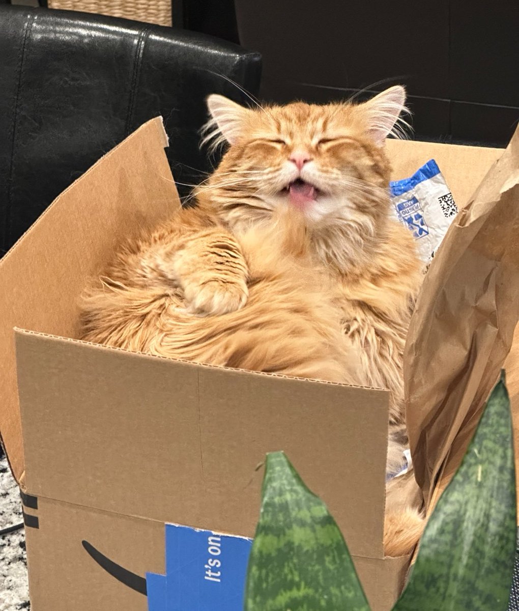AJamesMcCarthy's tweet photo. IMPORTANT UPDATE

Greg is in a box https://t.co/YJINRf2Rpy