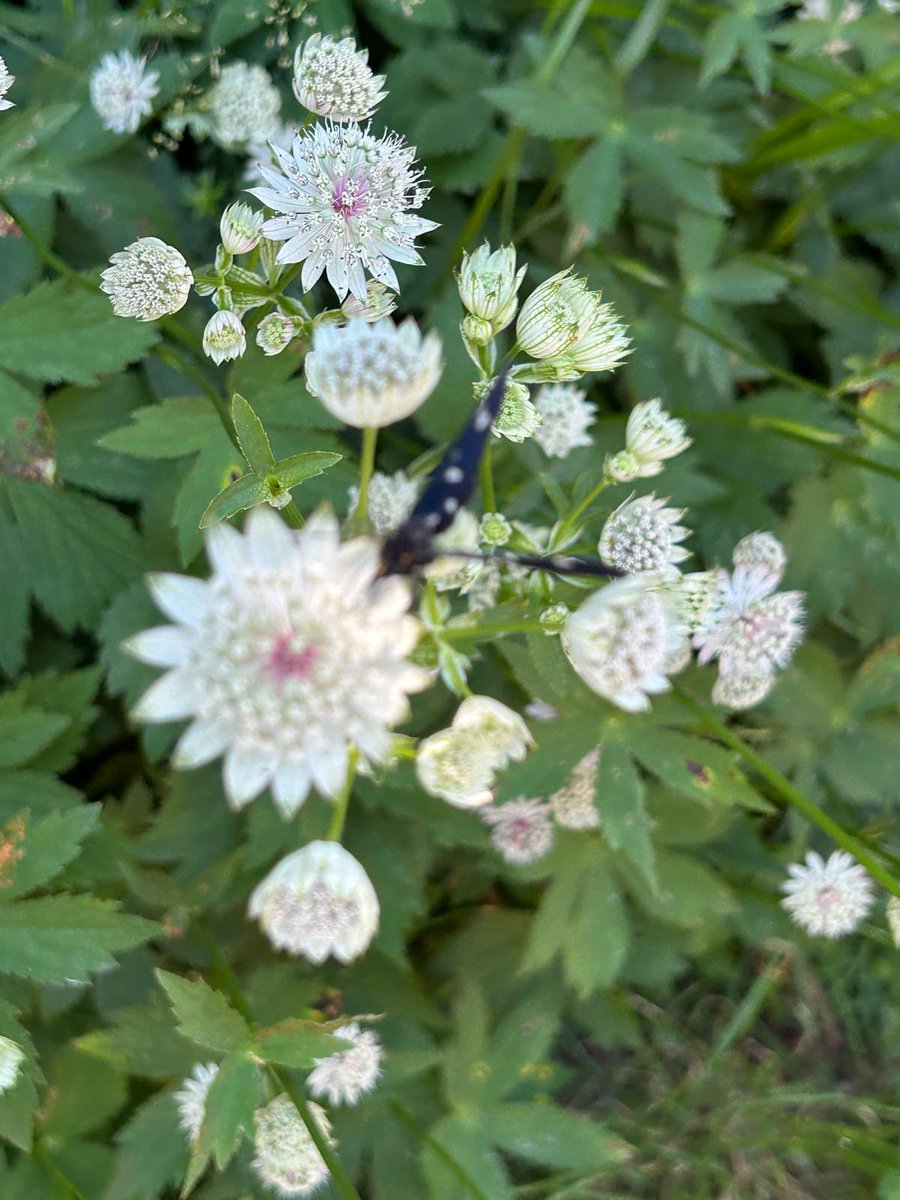 Bellissimo #trekking ad anello da Masone a Forte Geremia passando per Cappelletta di Masone e le cascate del Serpente nel <a href="/ParcoBeigua/">Parco Beigua UNESCO Geopark</a> 🐸
