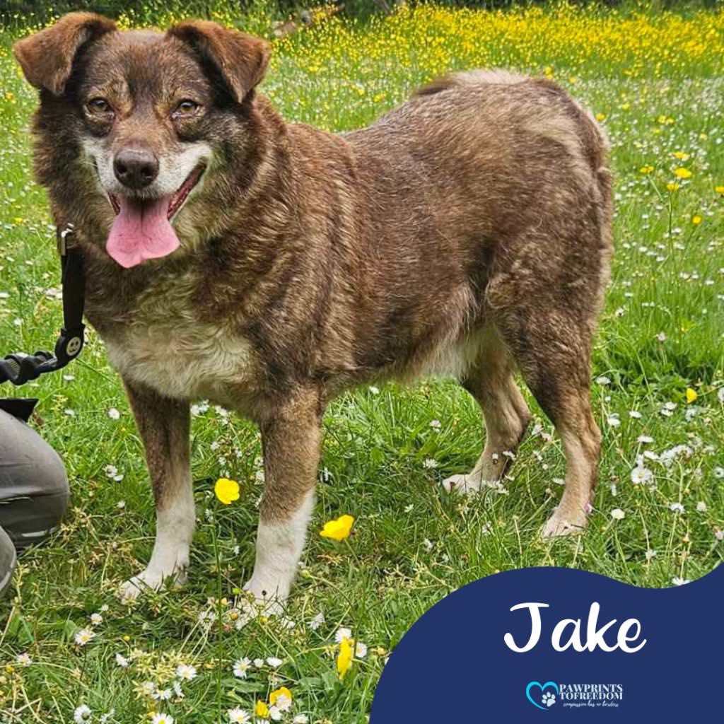 Jake's owner is sadly very poorly and unable to care for Jake. He needs a home ASAP ❤️

He is 12 years old, medium size and currently in Essex.
Foster with a view to adopt or adoption by donation!

He could live with another older dog and kids 14+

Apply: pawprints2freedom.co.uk/apply
