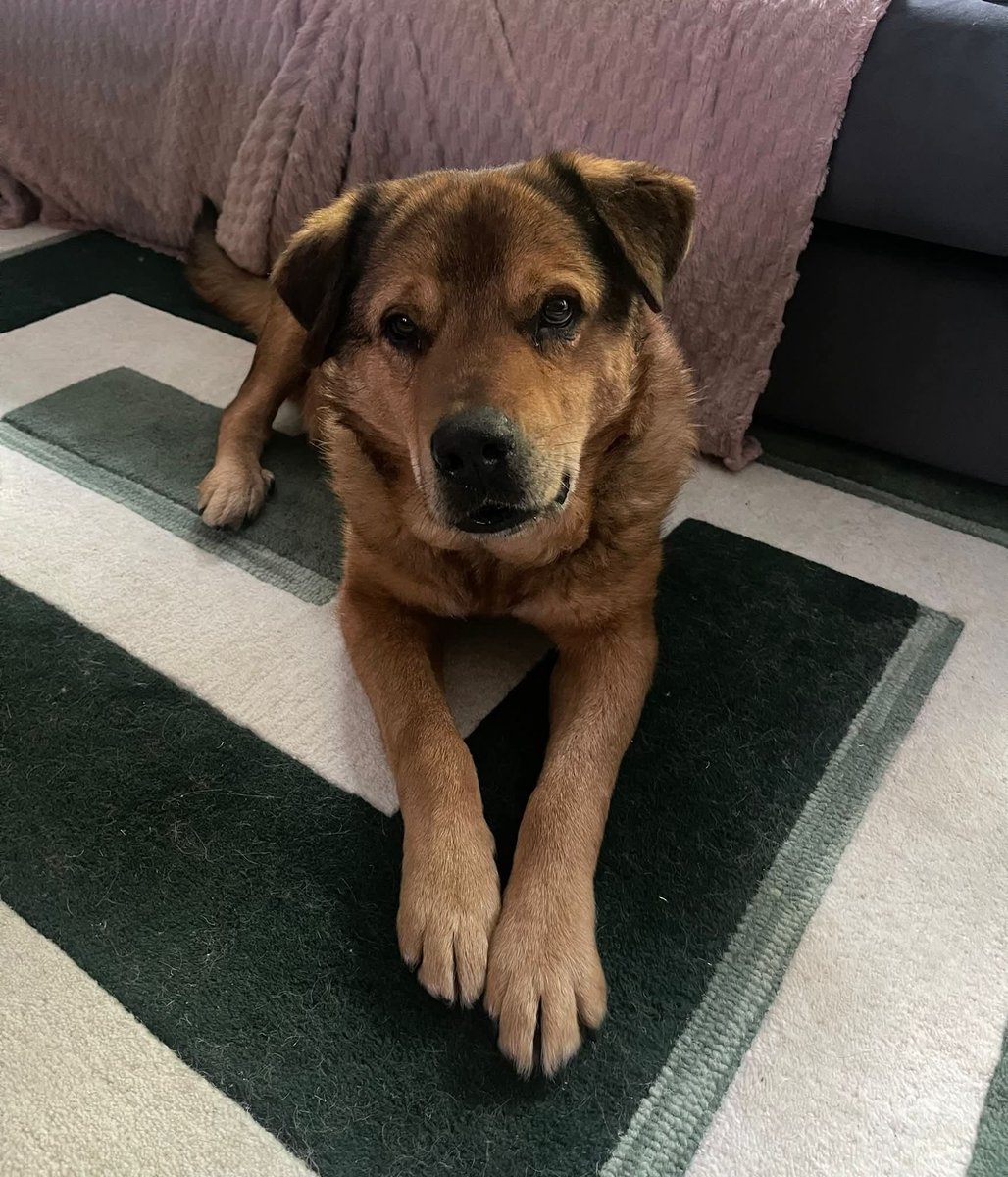 ‼️Urgent‼️

Stanley has days left before he is returned to kennels 💔
He is 8 years old, medium/large and in Cheshire.
He needs patience while he adjusts to home life (And his reflection!)
He is a lovely, kind, gentle dog.
He can live with kids 14+

Apply: pawprints2freedom.co.uk/apply