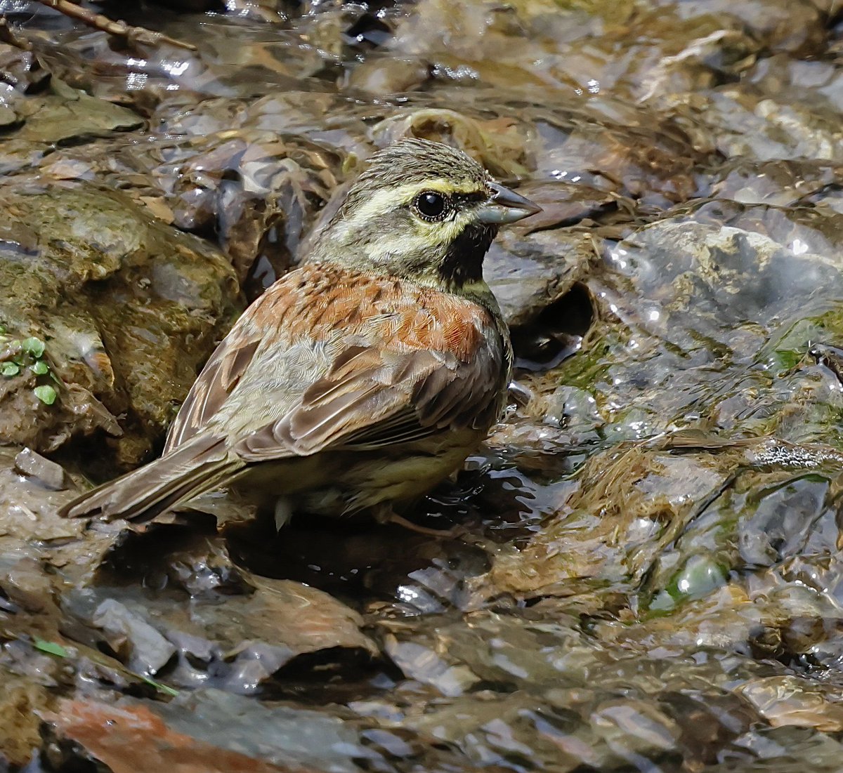 stevesando1's tweet image. The heat brought this male Cirl Bunting down to drink on the Cornish coast today. Haven’t seen them at this site before, so good to find them in numbers away from established locations.
@CBWPS1 #wildlifephotography #birdphotography #NaturePhotography #birds #birding