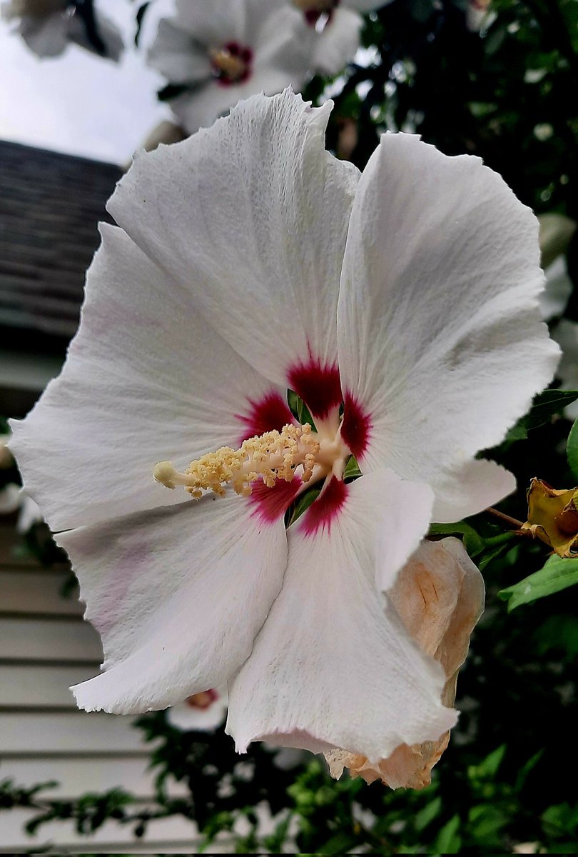 Some kind of flower bush in my yard.