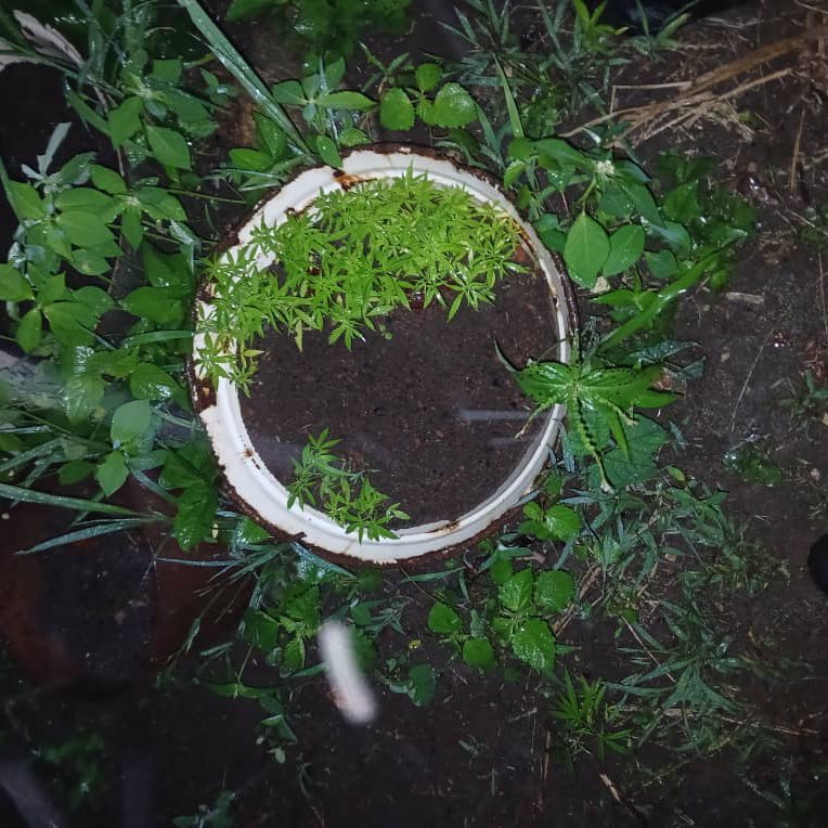 Des champs de cannabis détruits à Bangolo et Bondoukou. Deux opérations ont permis d’arracher 1859 plants et d’interpeller deux individus. Ils seront traduits devant les juridictions compétentes. #ProPatriaProLege