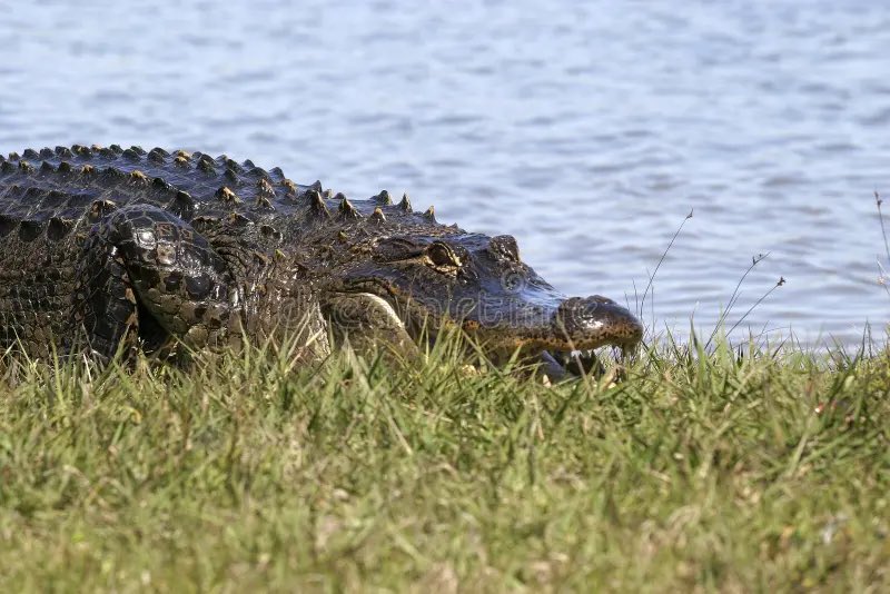 That alligator watching Milliken sleep on the resort hammock at 3am