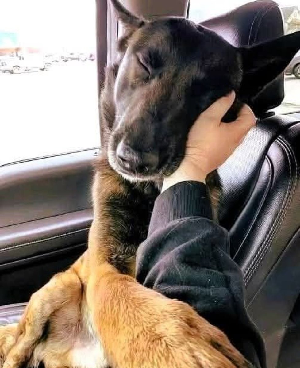 🐾 For 173 days, Max waited.
Behind the bars, he watched every visitor with silent hope—for a glance, a wag of a tail. But day after day, people walked past without stopping. Too big, too old, not “friendly” enough... He withdrew into himself, lost in the waiting.

🕊️ Until day