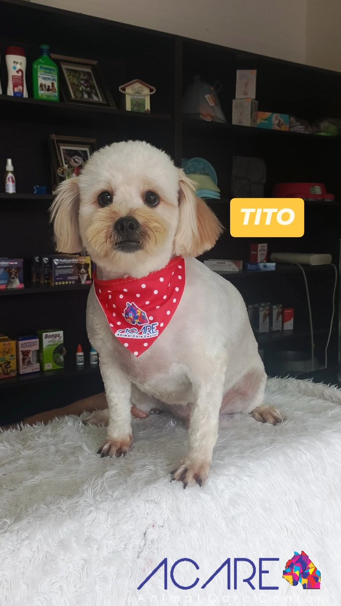 Acaregye's tweet photo. Tito luego de su baño y peluquería 💈✂️🧼🧽🛁🐶 https://t.co/GhuovshzeR