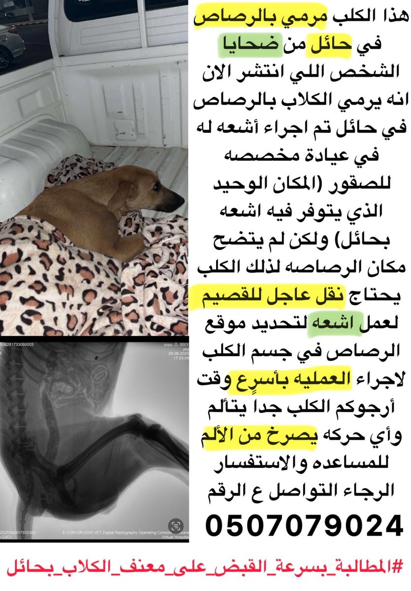 #المطالبة_بسرعة_القبض_على_معنف_الكلاب_بحائل
اتقوا الله في أرواح الله انت مفارقها مش هتاخد الأرض معاك حسبي الله ونعم الوكيل💔💔💔💔