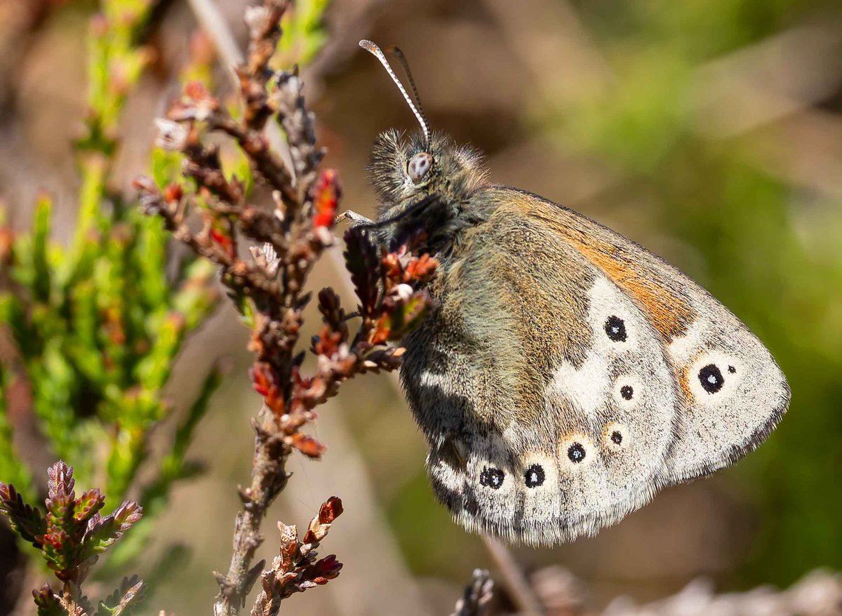 Large Heaths out and about in Northumberland today <a href="/savebutterflies/">Butterfly Conservation 🦋</a>