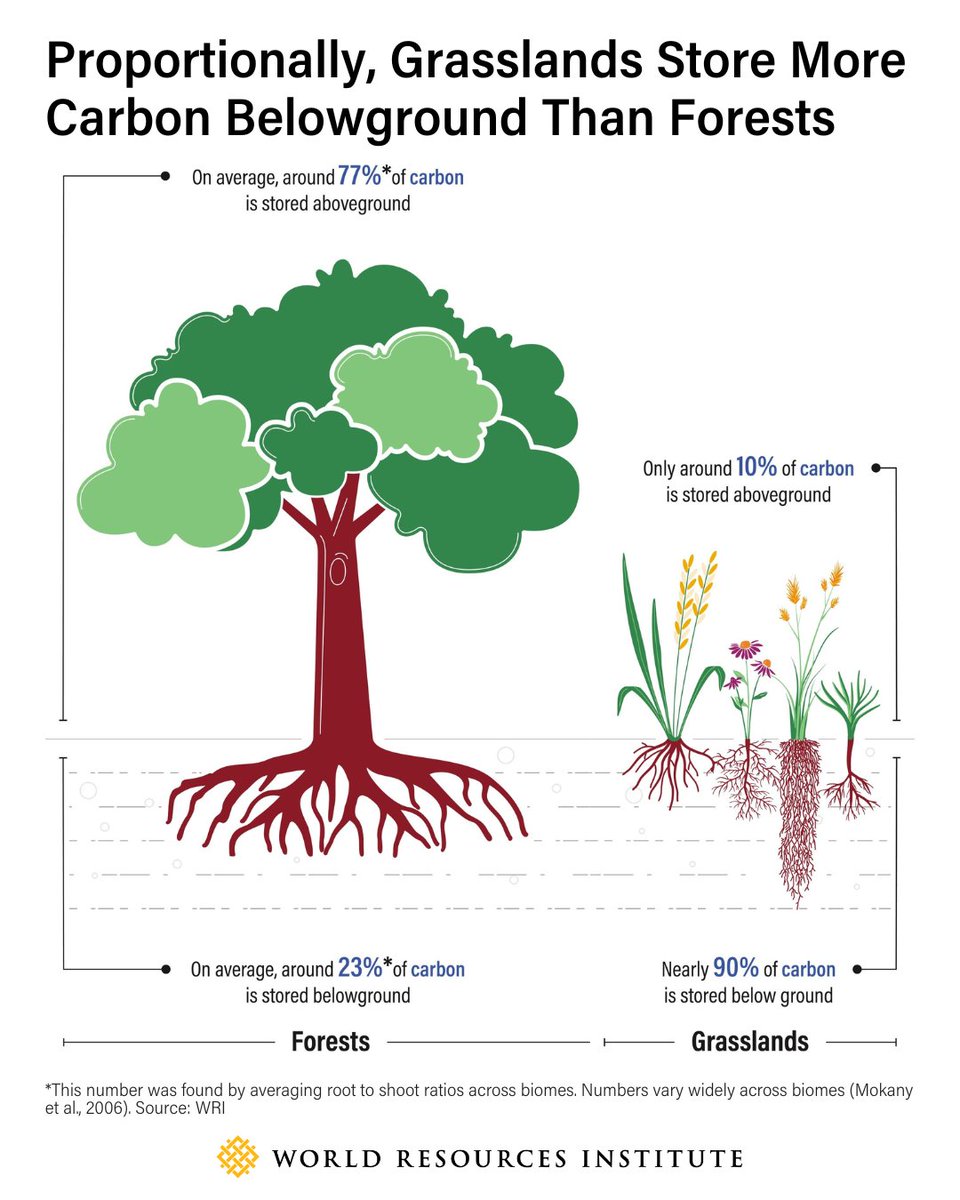 🌿Grasslands are a overlooked player in climate change mitigation. 

Ninety percent of their carbon is stored underground, where their diversity helps increase the amount of organic carbon stored in roots and soils. Because of this, their carbon stores may be more stable than