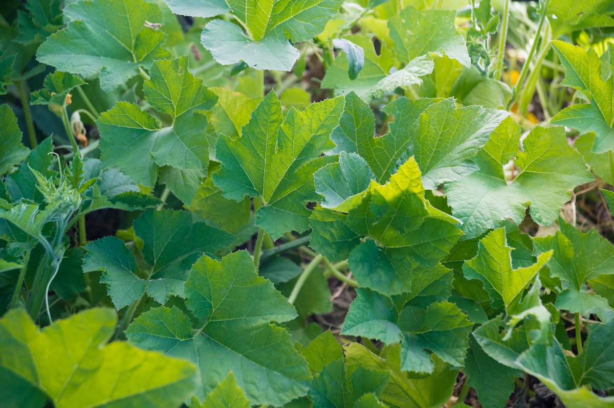 Did you know that cucurbits like squash, pumpkins and cucumbers make excellent cover crops?

These warm season annual broadleaves are known for being viny which can be a very desirable trait to have in a cover crop blend. 

In the case of a row skip when planting or a troublesome