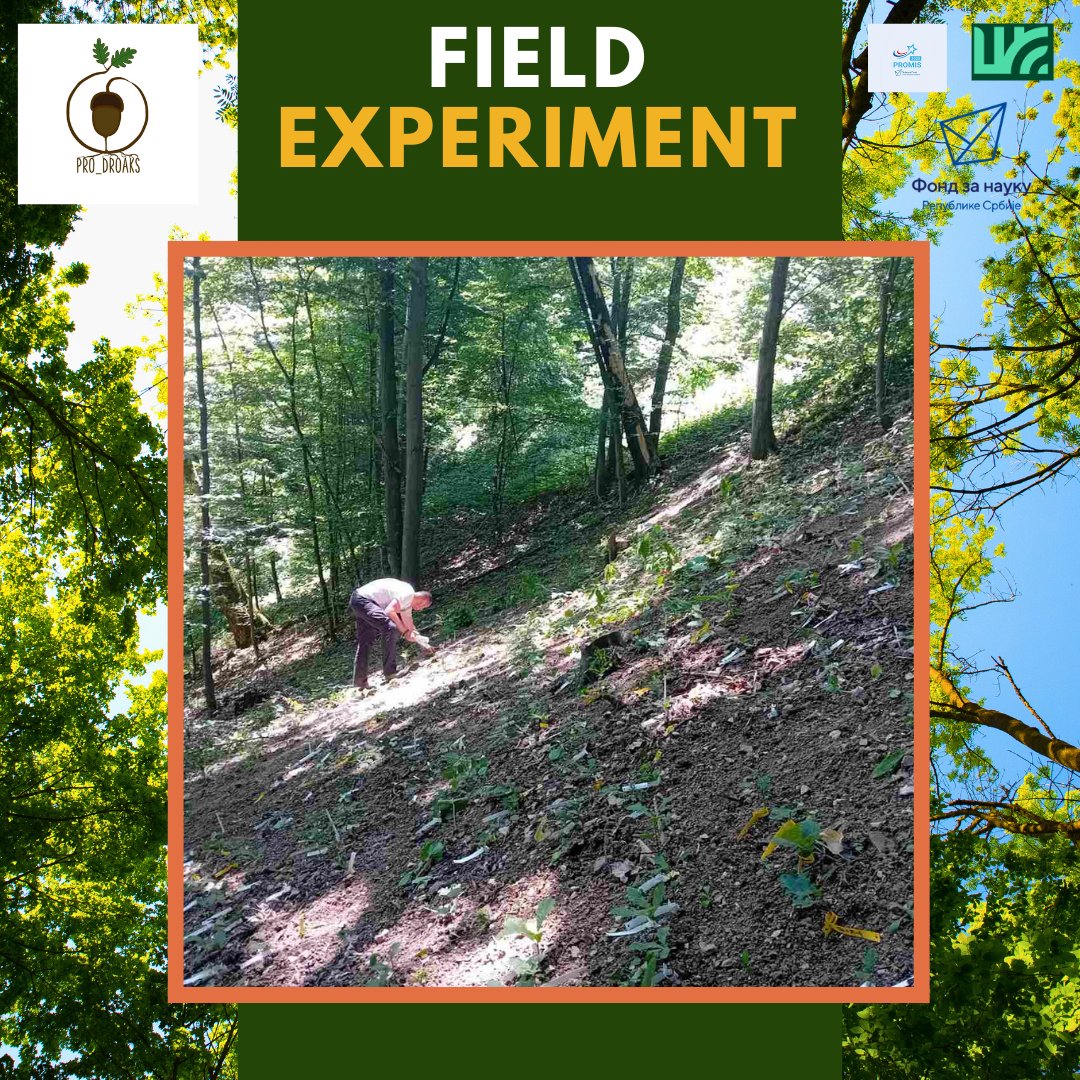 pro_droaks's tweet photo. 🌳 Field trials in full swing!
 We’ve established experimental plots at four key forest sites:
 📍 Majdanpečka domena (Eastern Serbia)
 📍 Vraćevšnica &amp; Žiča (Central Serbia)
 📍 Cer (Western Serbia)
🌱 Germination success evaluated!
@fondzanauku_rs #promis2023 https://t.co/2CXE81m0mE