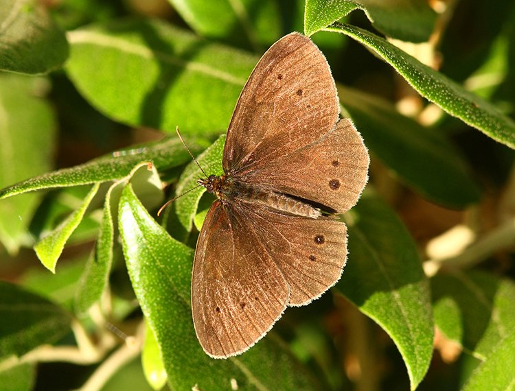 Marc Heath (@marcheathym007) on Twitter photo Marbled Whites and Ringlet from Bishopstone, nr Reculver this morning. <a href="/savebutterflies/">Butterfly Conservation 🦋</a> Marbled Whites and Ringlet from Bishopstone, nr Reculver this morning. <a href="/savebutterflies/">Butterfly Conservation 🦋</a>