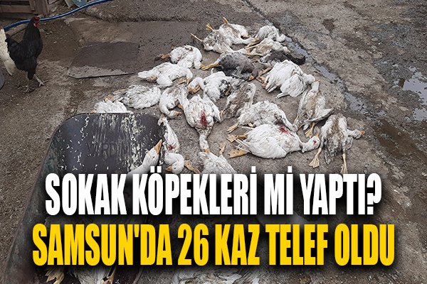 SonHaberSamsun's tweet photo. https://t.co/z7uJ0ouOI6 #samsun #kaz #tirit #sokaktaköpekolmaz https://t.co/oE5LmVT6aV