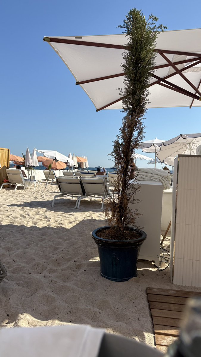 config_json's tweet image. They were looking for you in Cannes