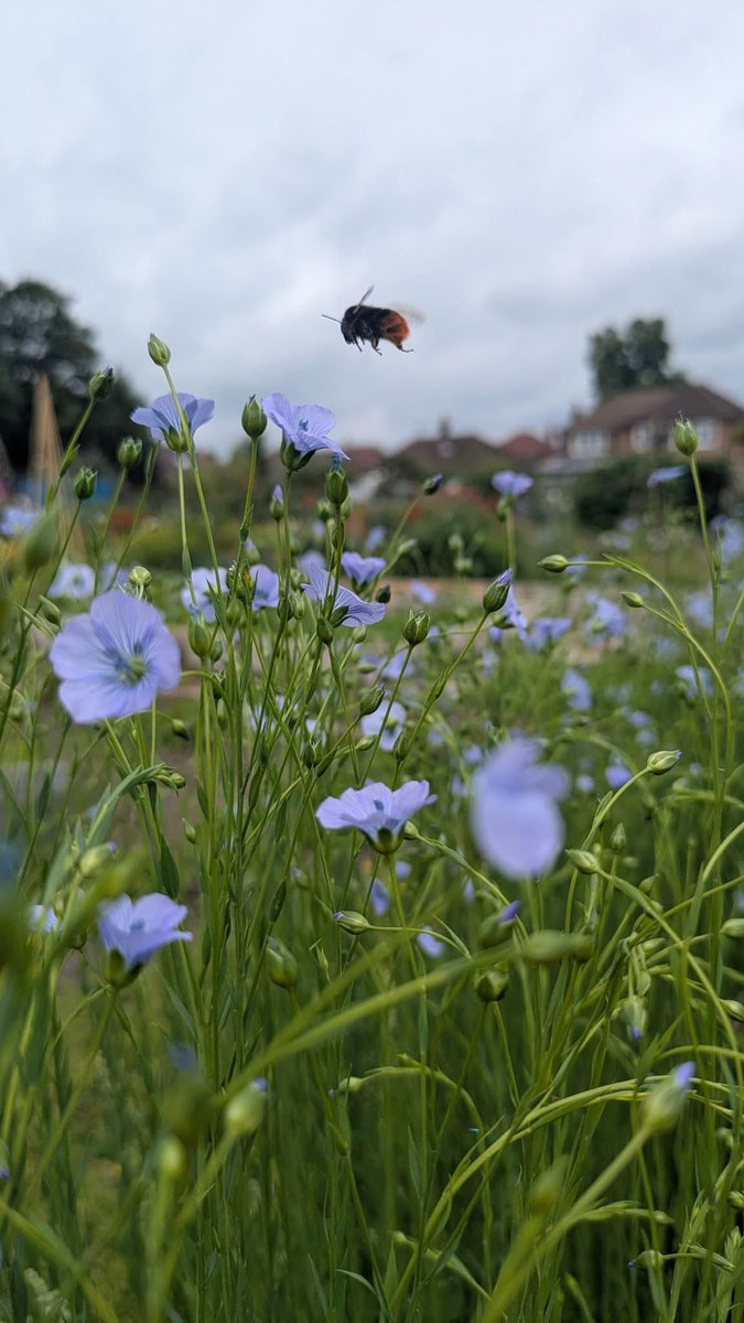 GP_allotment's tweet photo. Brilliant photo from Plotholder Becki of bees enjoying her flax flowers! 

#allotment #M41 #urmston https://t.co/E4YN9HhBqs
