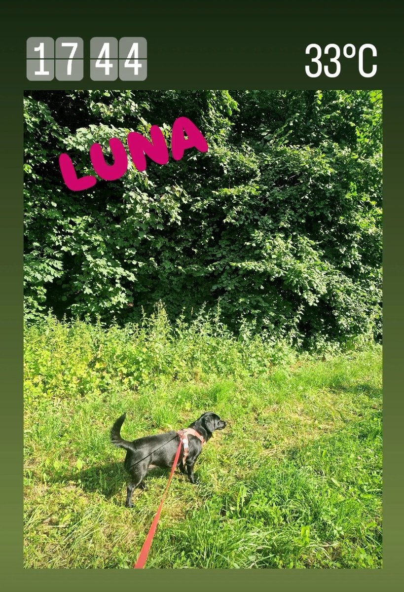 Mykio_AUT's tweet photo. Luna 😍😍😍 #Kärnten #dogwalk #dog https://t.co/5Jpw2j2AHo
