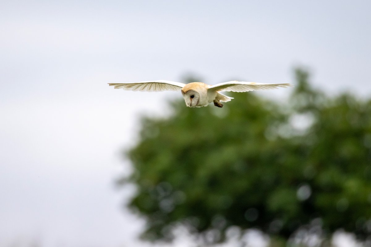 mikesaltsman194's tweet image. Well its good night from me and good night from them @CanonUKandIE @OutdoorPhotoMag @TGOMagazine @OUTDChannel @BarnOwlTrust @topazlabs