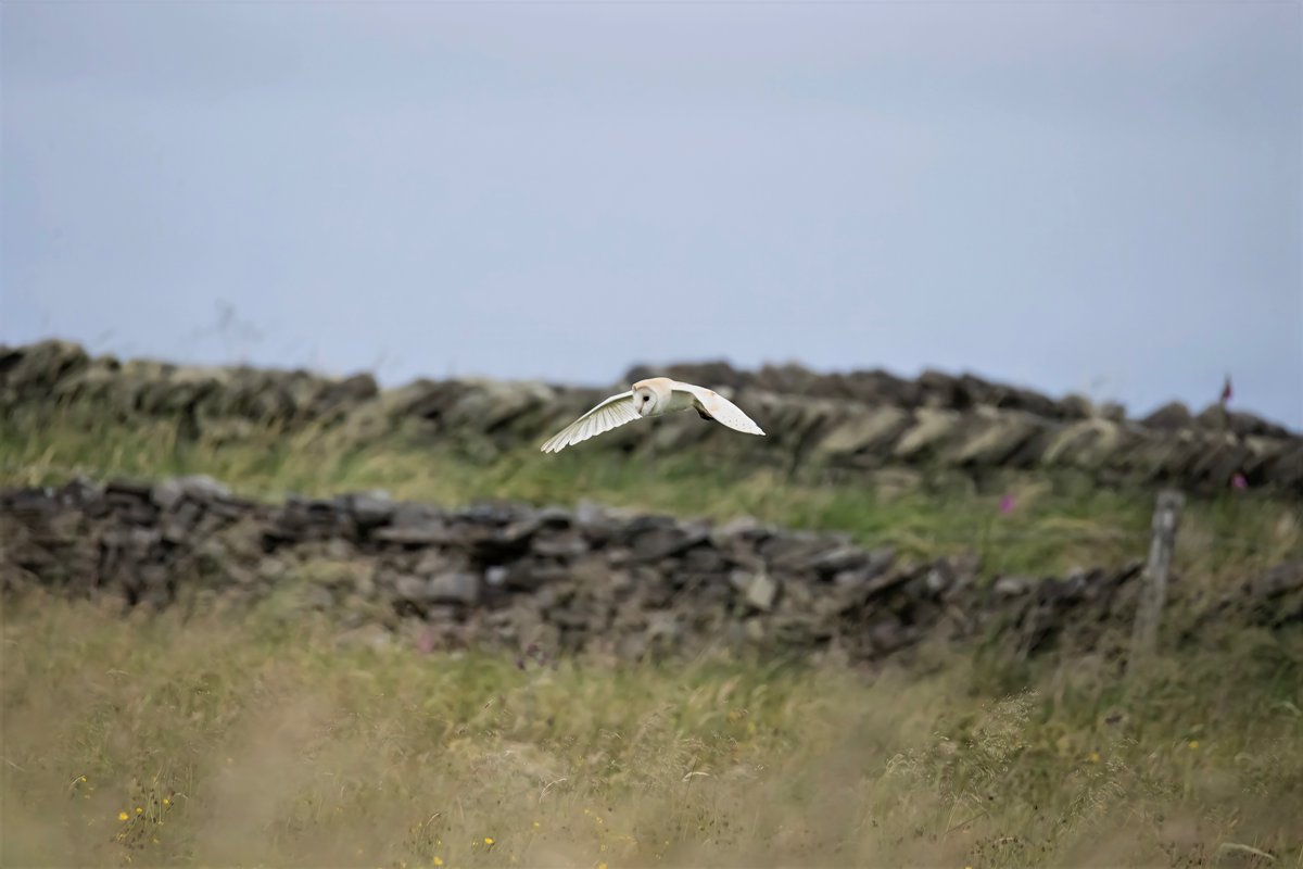 mikesaltsman194's tweet image. Well its good night from me and good night from them @CanonUKandIE @OutdoorPhotoMag @TGOMagazine @OUTDChannel @BarnOwlTrust @topazlabs