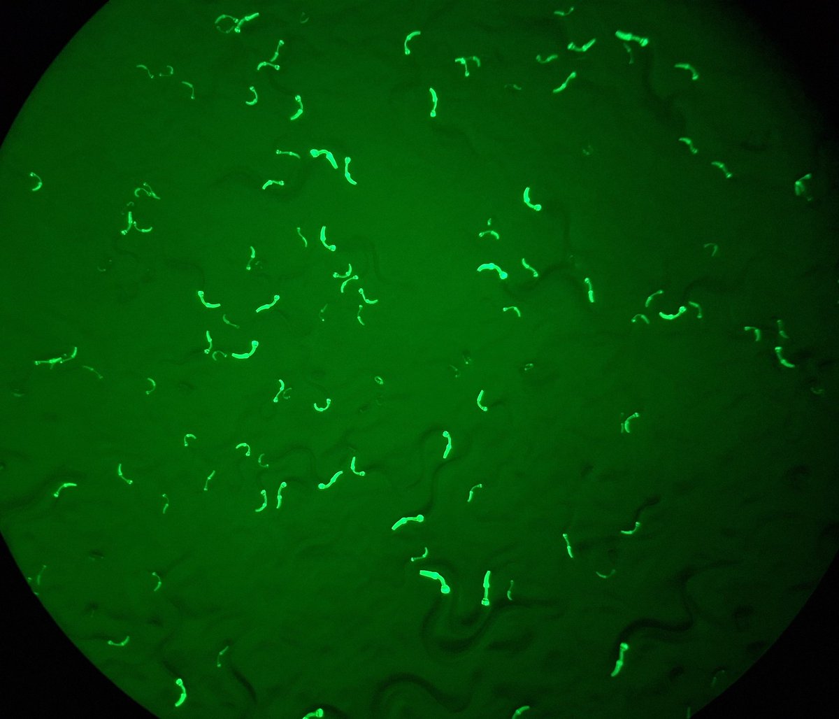 #Worm25 
Interested in array integration?
Come join the workshop on the FLInt technique tomorrow!!

Workshop: Emerging Genetic Tools for C. elegans 🧬🪛🔩
1.15 PM-2.45 PM Jun 30

📍Mondavi Center, UC Davis