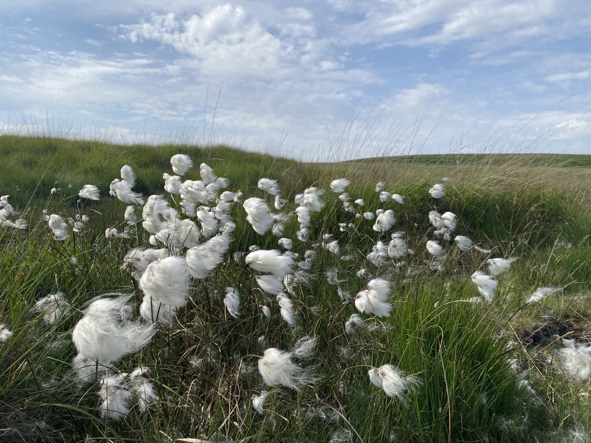 Cotton grass (Eriophorum angustifoliium) like giant cotton wool balls growing in abundance on Great Hill near Chorley Lancashire.  ⁦<a href="/BSBIbotany/">BSBI: Botanical Society of Britain & Ireland</a>⁩ ⁦<a href="/wildflower_hour/">wildflowerhour</a>⁩ #GrassChallenge #WildflowerHour #wildflowers #moorlands #sedges