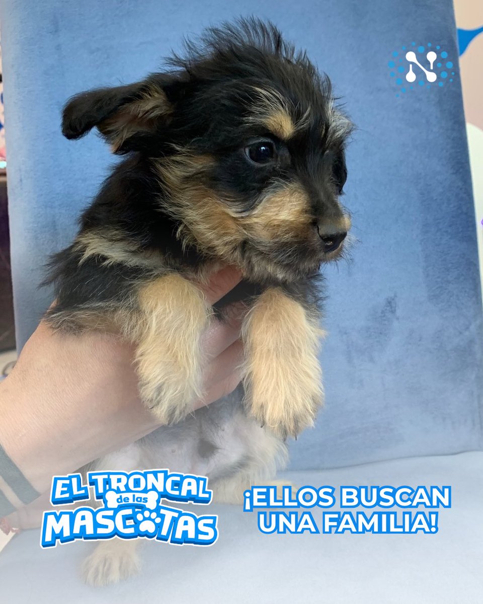 neuramedia's tweet photo. ¡Vos podés darles una familia! 

Estamos hasta las 20:30 en los estudios de Neura, ¡vení a conocerlos! 🐶

#ElTroncalDeLasMascotas https://t.co/eAKWCVCIdw