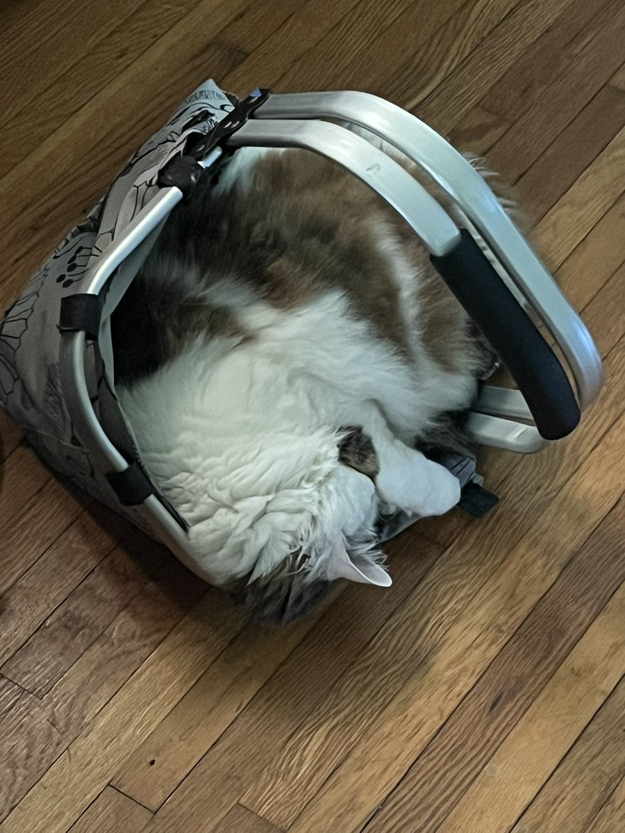 🌈Mouse Cat loves Mommy (OTRB) tweet media