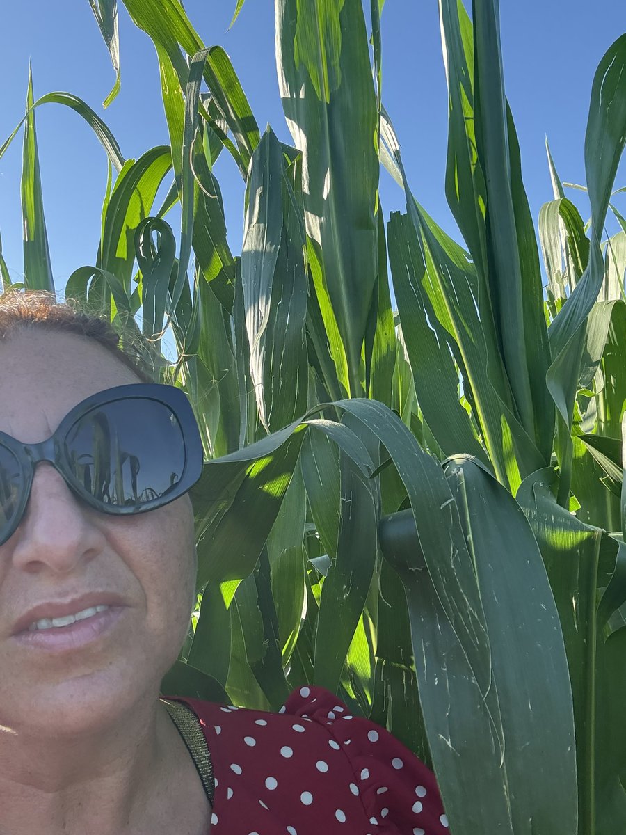 Maïs version "origami" après la grêle !
Nos champs de maïs ont décidé de se lancer dans l'art abstrait cette année... On dirait que chaque feuille a été découpée avec la précision d'un maître origamiste ! 🌬️🌽 #Grêle #Maïs #ArtContemporain #OrigamiVégétal
Nouveau concept pour