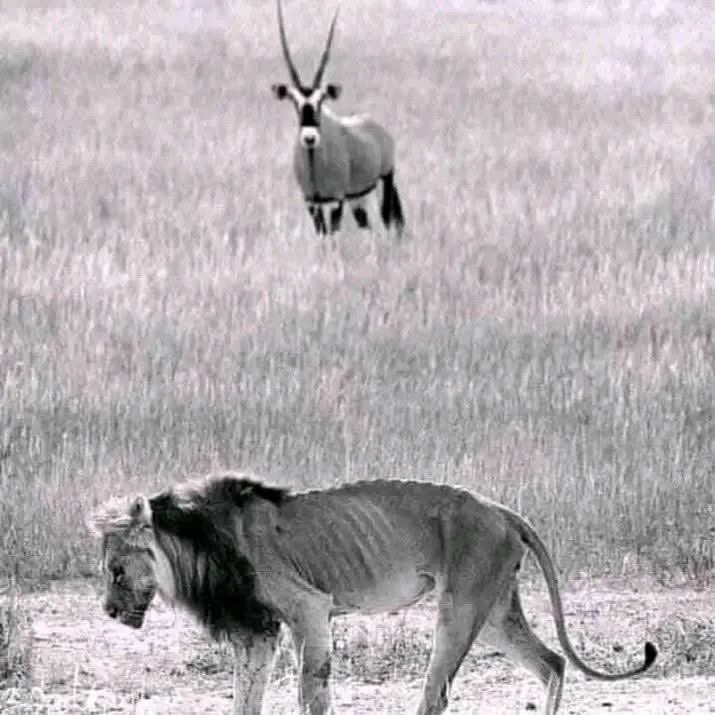 Female Bestie Watching You Die Of Hunger Instead Of Letting You Eat Her😭