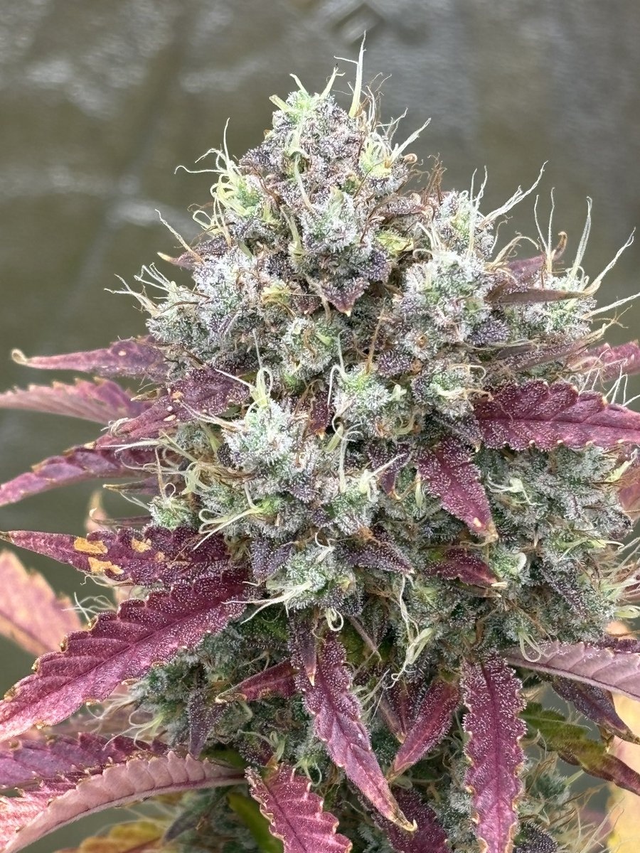billsbud's tweet photo. Gorilla Cookies Auto by @fastbuds at harvest today. Love the color that came out on this one.  #Mmemberville https://t.co/lE2n2mJpY3