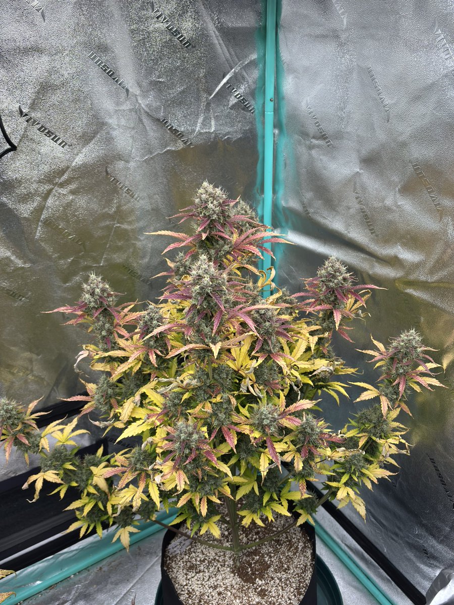 billsbud's tweet photo. Gorilla Cookies Auto by @fastbuds at harvest today. Love the color that came out on this one.  #Mmemberville https://t.co/lE2n2mJpY3
