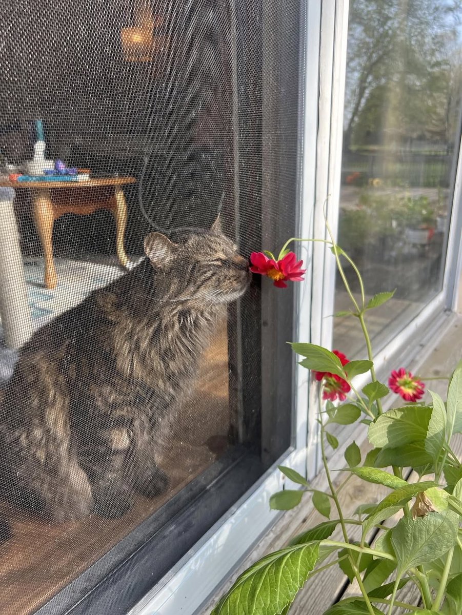 Cats with pawerful aura (@aurawithcats) on Twitter photo 