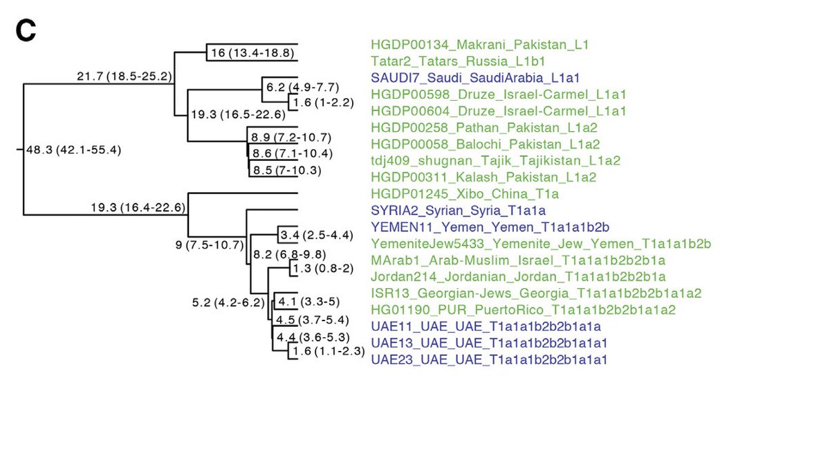 مشجرة عينات دراسة Almarri et al2021 وفق Y chromosome لكل من السلالة J1 و E1b1 و T.

تجد تمثيل العينات وموضعها وتحتوي على اسم العينة وجغرافيتها. 

كل نقطة التقاء بين فرعين تمثل سلف مشترك.

الرقم بجانب نقطة التقاء العُقدة تمثل العمر التقريبي.
