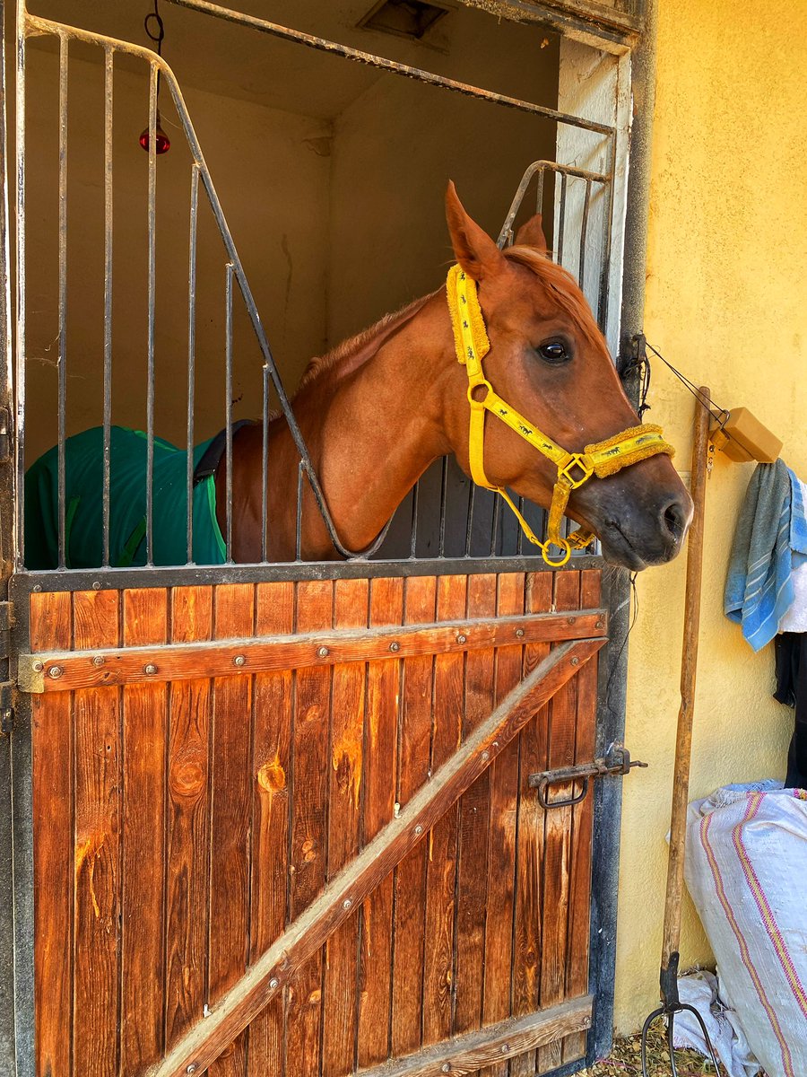 Ankara Ahırlar Bölgesi 📍

GÖKÇEYOL yarışına hazır 😉 

çim pistteki 1200–1400 m mesafelerde yine güçlü yarışlar çıkarabilir.