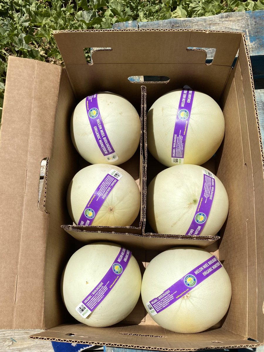 DelBosqueFarms's tweet image. If you shop at @Publix Super Markets, these sweeties are coming your way! Organic cantaloupes and honeydews. From our sunny California farm. We pick them vine-ripened all summer.