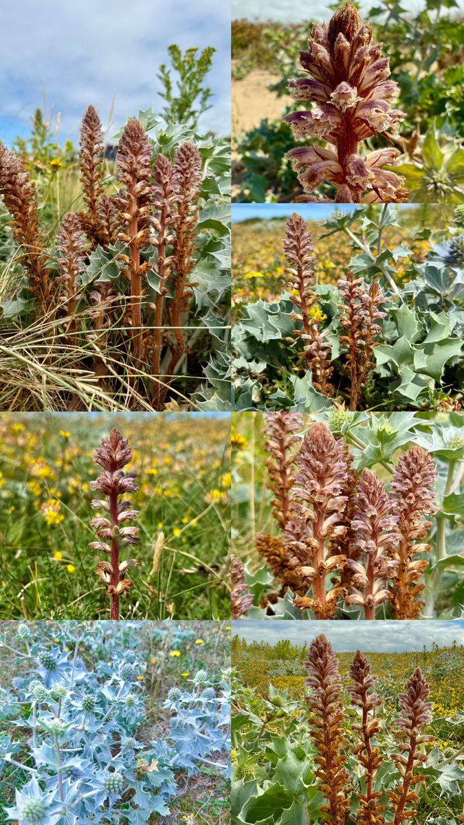 botany_beck's tweet image. Spellbound by this amazing spectacle! A mass of stunning Seaholly set within a golden carpet of Kidney Vetch & punctuated by hundreds of the beautiful purple-tinted spires of Seaholly Broomrape, Orobanche minor var. pseudoamethystea!!! Absolutely dazzling!🤩
#wildflowerhour