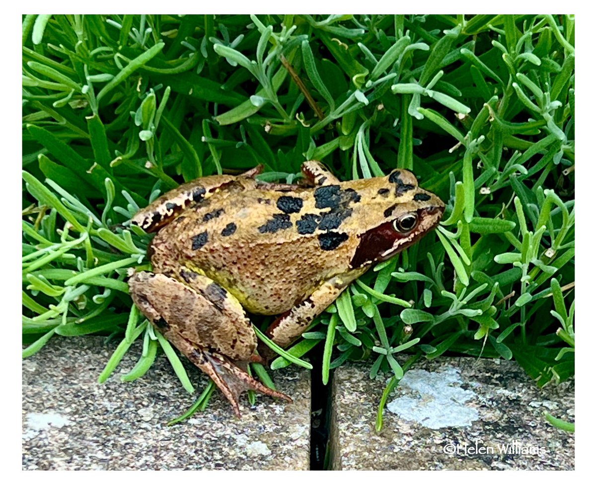 helwlms's tweet photo. When you’re harvesting lavender from the garden and this little fella jumps up out of nowhere! 😳😲🐸😆@North_Wales_WT @wildlife_news @WildlifeMag @GWandShows  @garddioamwy @CarolKlein @michaelastracha @Britnatureguide @ThePhotoHour https://t.co/qhNU1JIkQp