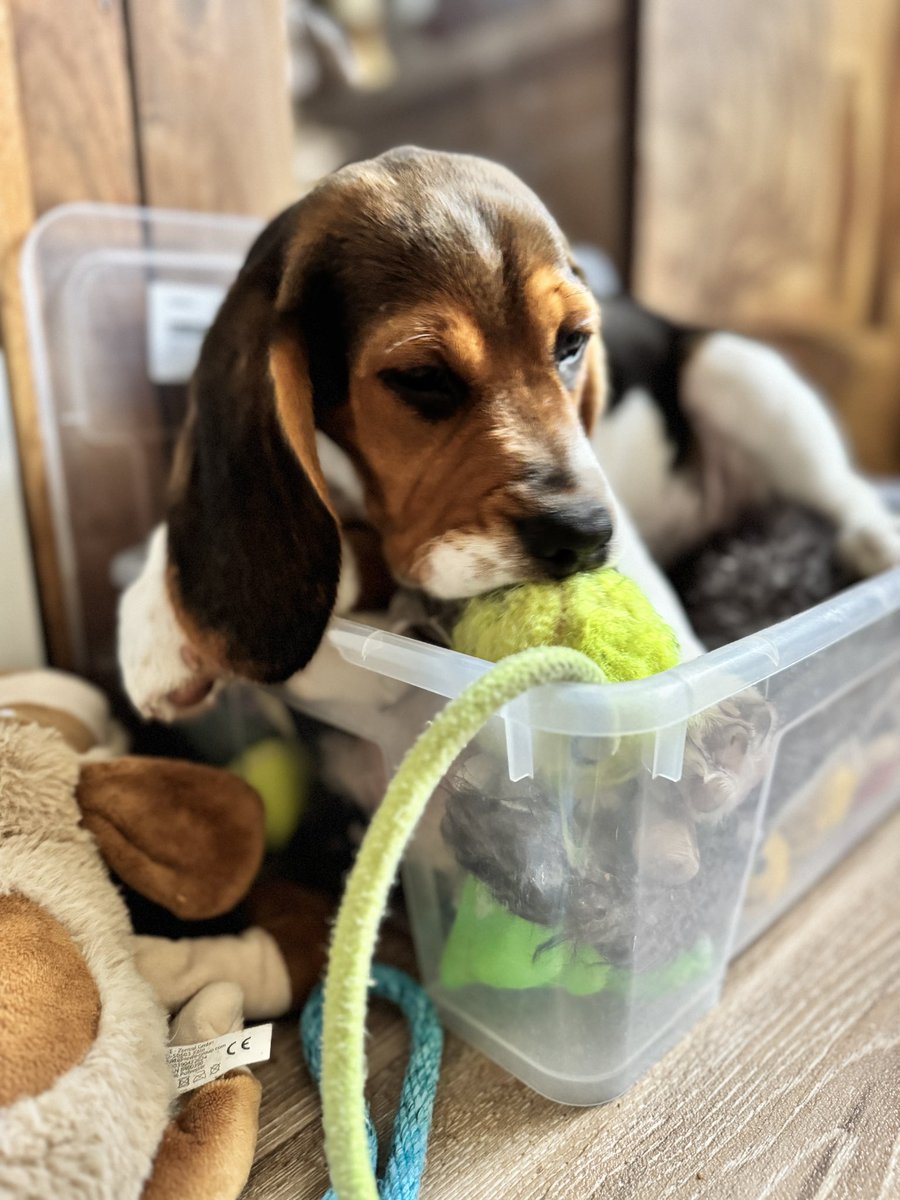 Kleine Welpen lernen jeden Tag etwas Neues…
Heute: auf Bienen kauen ist ein sehr sehr dumme Idee… Aber uns blieb durch schnelle Reaktion der Notfallarztbesuch erspart