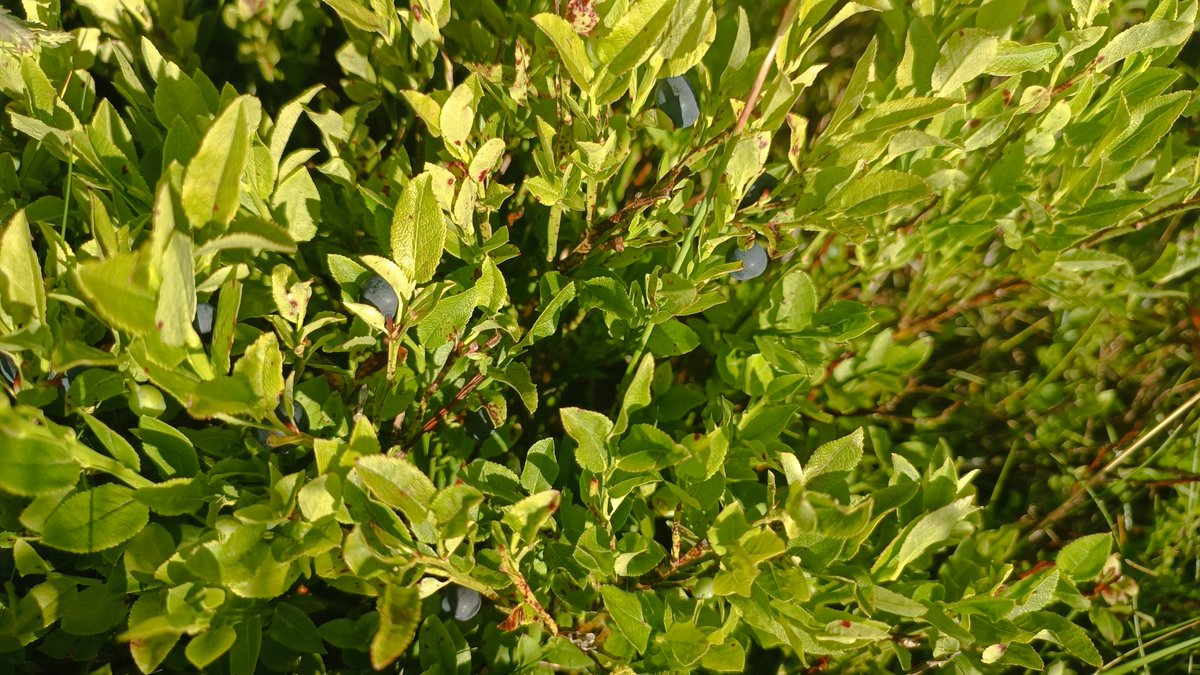 Byłem w Winterbergu sprawdzić czy śniegu nie ma.... Na ma, jagody są! 😁