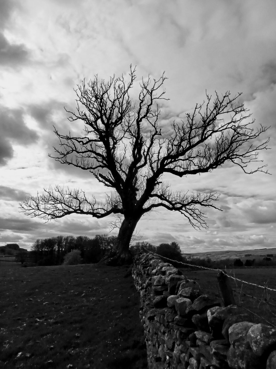 B Brown (@b_brown77) on Twitter photo Phantoms speak to me
they sound just like him
they know all my favourite lines
the ones he whispered to me
as we lay under the dule tree
up on Cotherstone Moor
I stood there in winter
alone
and remembered him
from the cold steel sky
ashes of love
fell
#Fairytalepoets
#Poetry Phantoms speak to me
they sound just like him
they know all my favourite lines
the ones he whispered to me
as we lay under the dule tree
up on Cotherstone Moor
I stood there in winter
alone
and remembered him
from the cold steel sky
ashes of love
fell
#Fairytalepoets
#Poetry