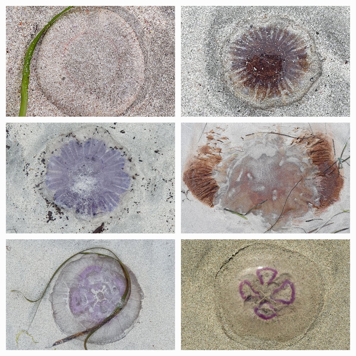 Lots of jellyfish washing up on the shores of South Uist today; crystal, blue, lion's mane and moon 💙