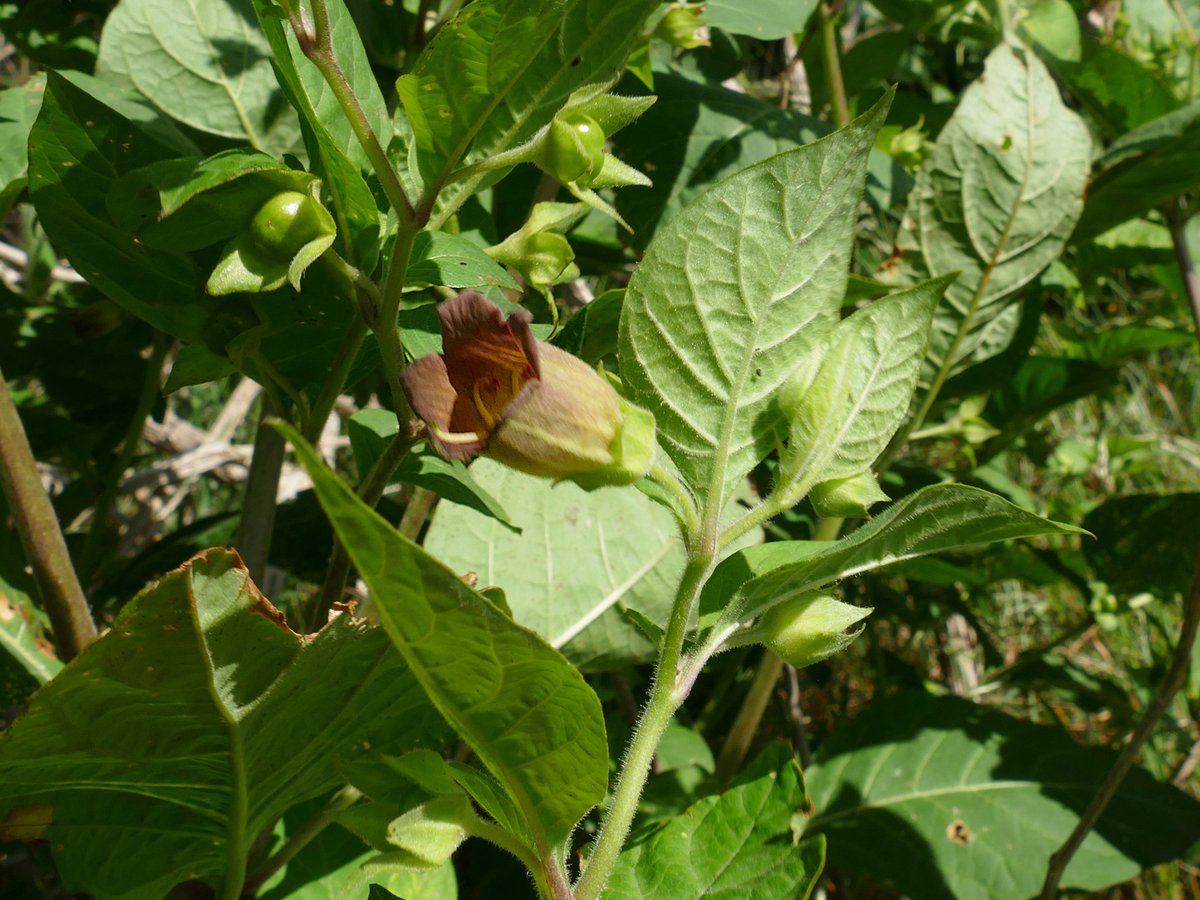 RogerRob473's tweet image. Atropa belladonna (deadly nightshade) in flower and setting fruits (berries), as yet immature, on Stockbridge Down (Hants), 23/6/2025. #wildflowerhour