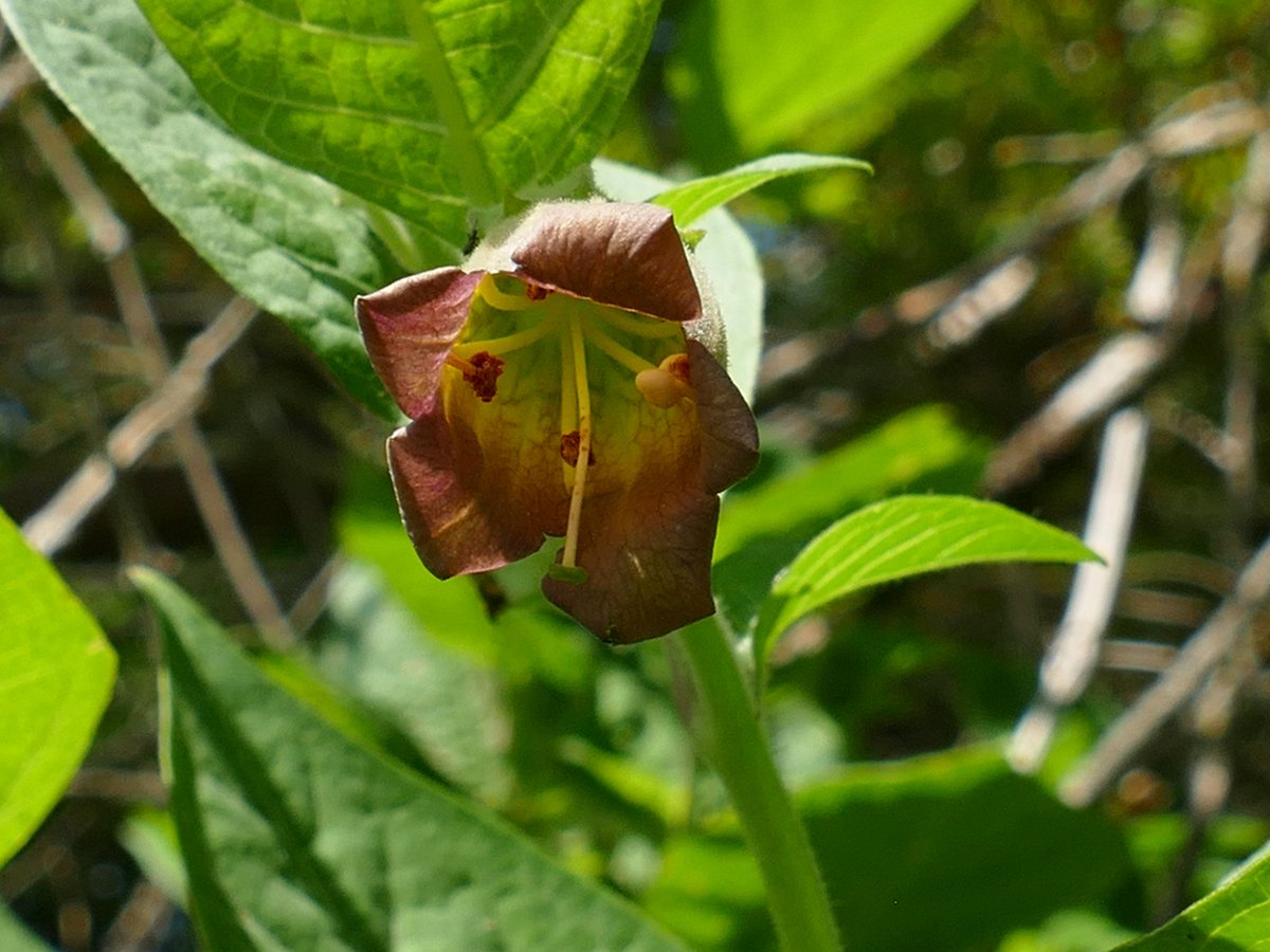 RogerRob473's tweet image. Atropa belladonna (deadly nightshade) in flower and setting fruits (berries), as yet immature, on Stockbridge Down (Hants), 23/6/2025. #wildflowerhour