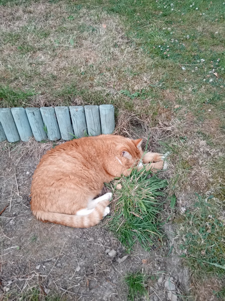 Well, I had a busy #Hedgewatch today, stalking mousies in the dead hedge 🐁 
Oddie, on the other hand, was VERY lazy 😼