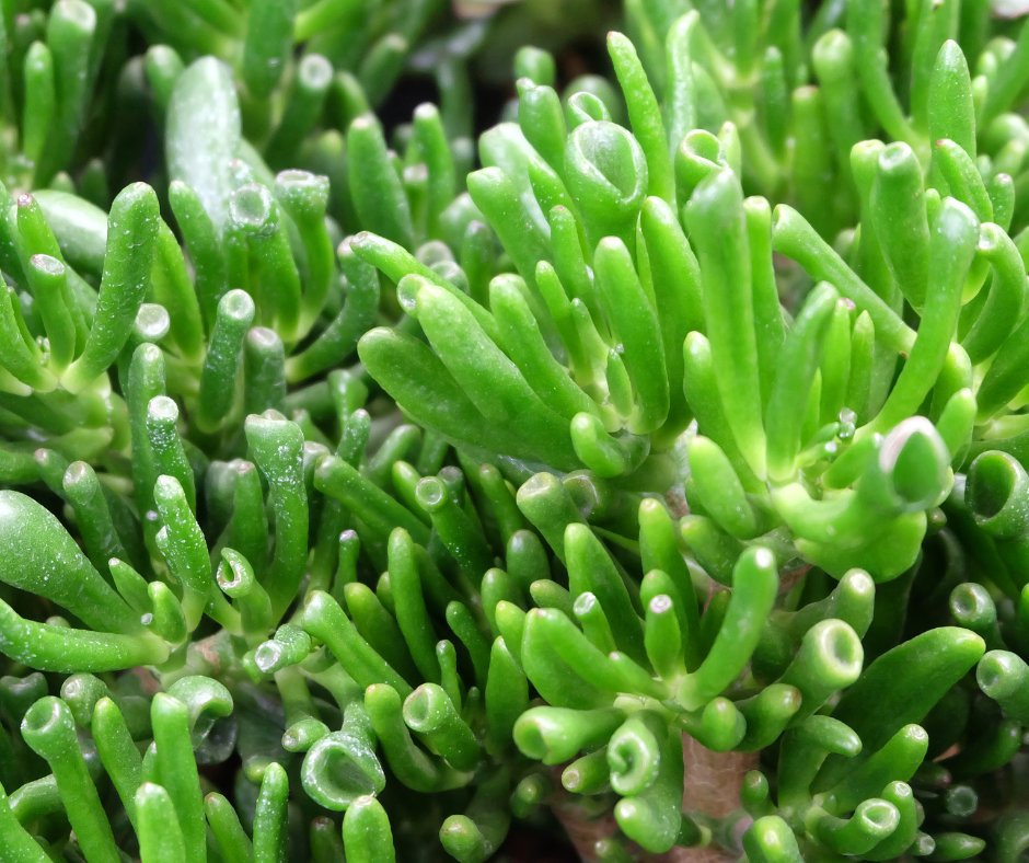 ¡Enamórate de nuestra selección de plantas para xerojardinería!
Poco exigentes, sumamente hermosas y sencillas de cuidar: ¿podrías elegir solo una?

Descúbrelas todas: bit.ly/Xerojardineria…