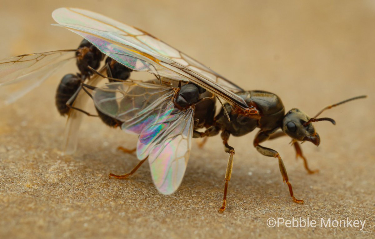 Mark Bentley/Pebblemonkey photography📷 tweet media