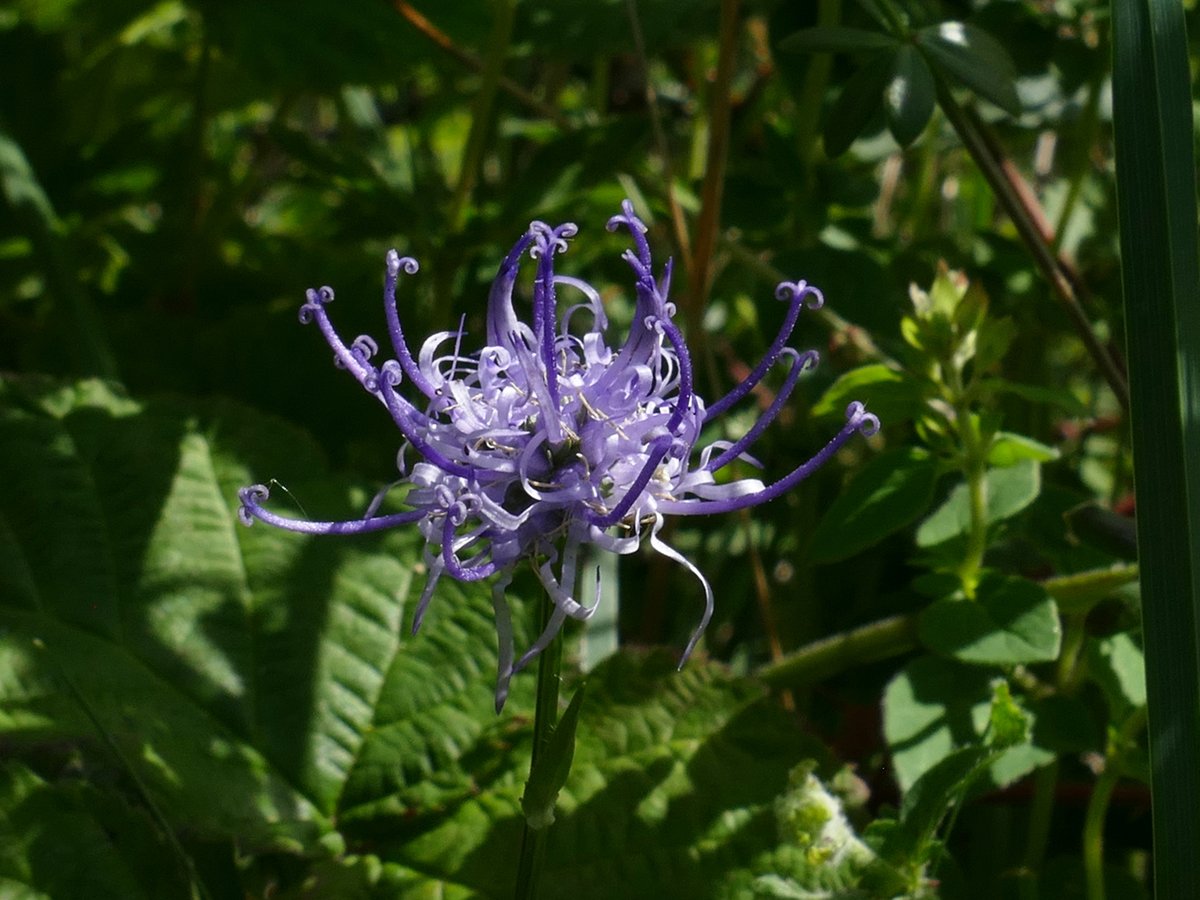 RogerRob473's tweet image. A lone specimen of round-headed rampion (phyteuma orbiculare) spotted this week on Stockbridge Down (Hants). I was surprised seeing how far this had developed that I saw no signs of any others, so perhaps it is going to be another poor year for them at this site. #wildflowerhour